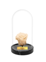 Cam Fanusta Beyaz XL Solmayan Gül (BM-1)