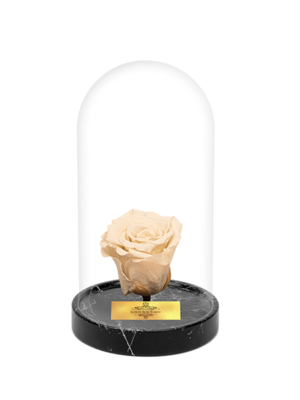 Cam Fanusta Beyaz XL Solmayan Gül (BM-1)