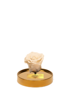 Cam Fanusta Beyaz XL Solmayan Gül (G-1)