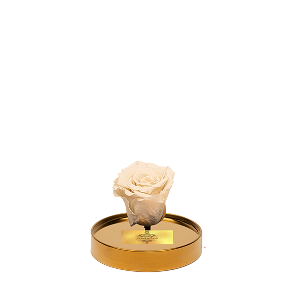 Cam Fanusta Beyaz XL Solmayan Gül (G-1)