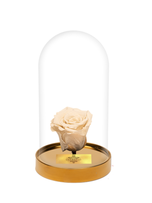 Cam Fanusta Beyaz XL Solmayan Gül (G-1)