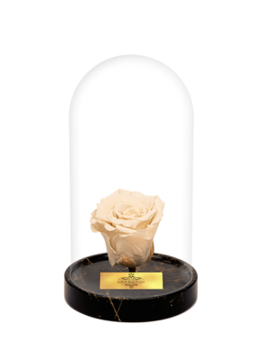 Cam Fanusta Beyaz XL Solmayan Gül (GM-1)