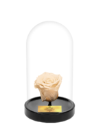 Cam Fanusta Beyaz XL Solmayan Gül (S-1)