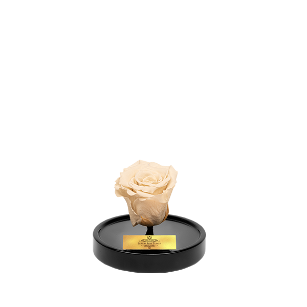 Cam Fanusta Beyaz XL Solmayan Gül (S-1)