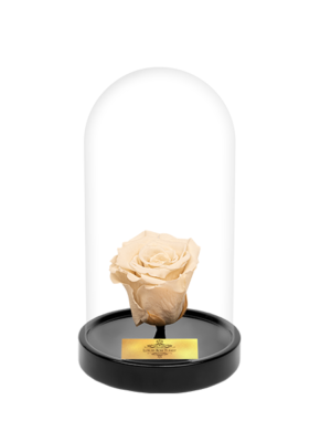 Cam Fanusta Beyaz XL Solmayan Gül (S-1)