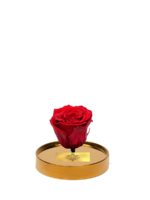 Cam Fanusta Kırmızı XL Solmayan Gül (G-1)