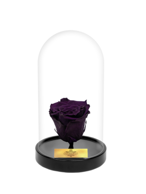 Cam Fanusta Mor XL Solmayan Gül (S-1)