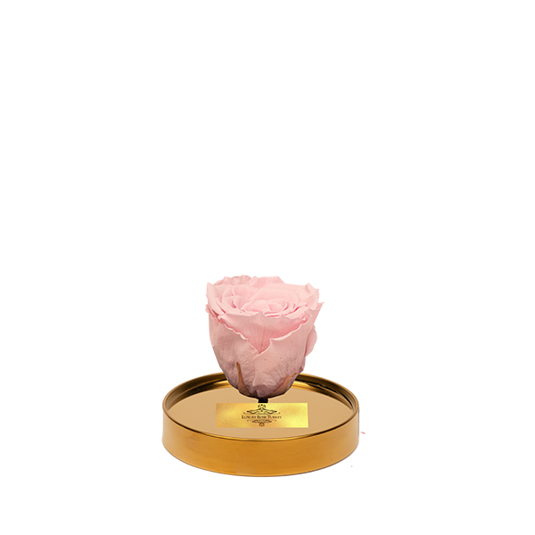 Cam Fanusta Pembe XL Solmayan Gül (G-1)