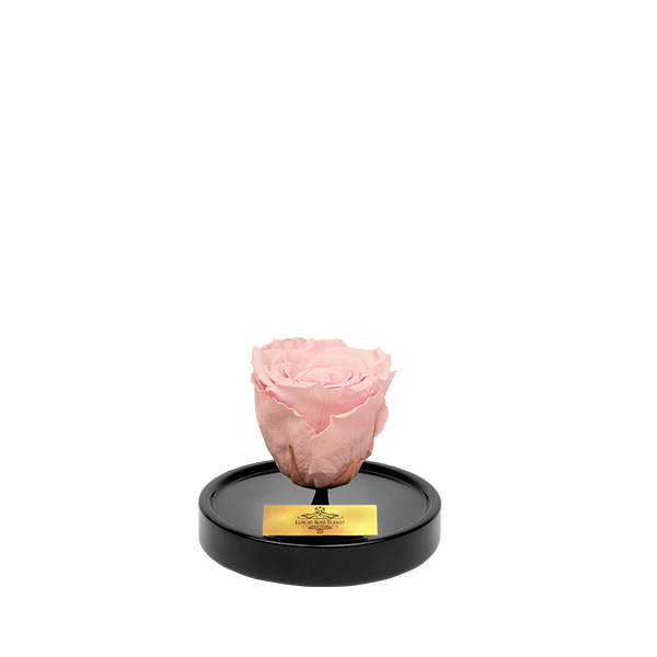 Cam Fanusta Pembe XL Solmayan Gül (S-1)