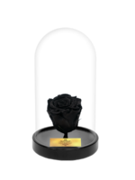 Cam Fanusta Siyah XL Solmayan Gül (S-1)