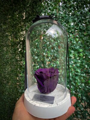 Cam Fanusta Mor XL Solmayan Gül (BSM-1)