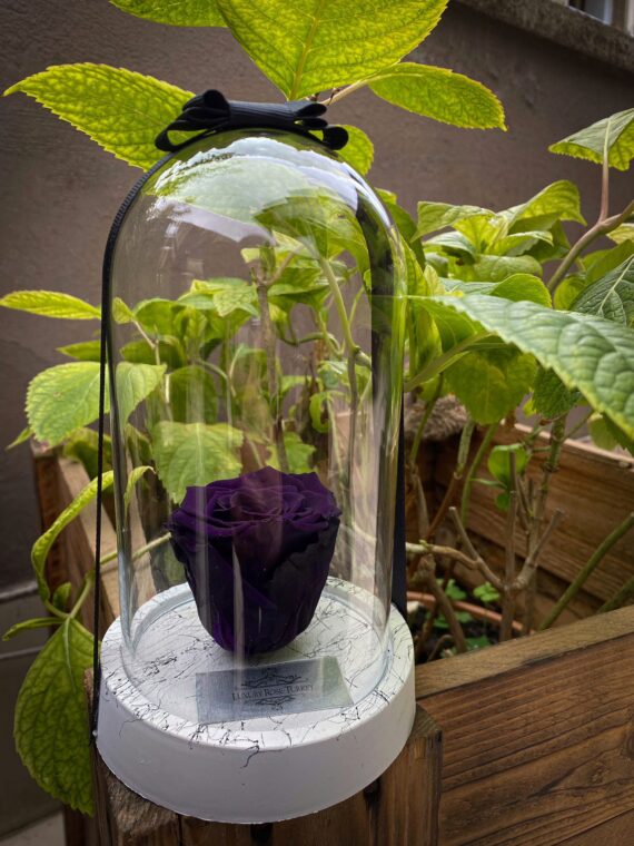 Cam Fanusta Mor XL Solmayan Gül (BSM-1)